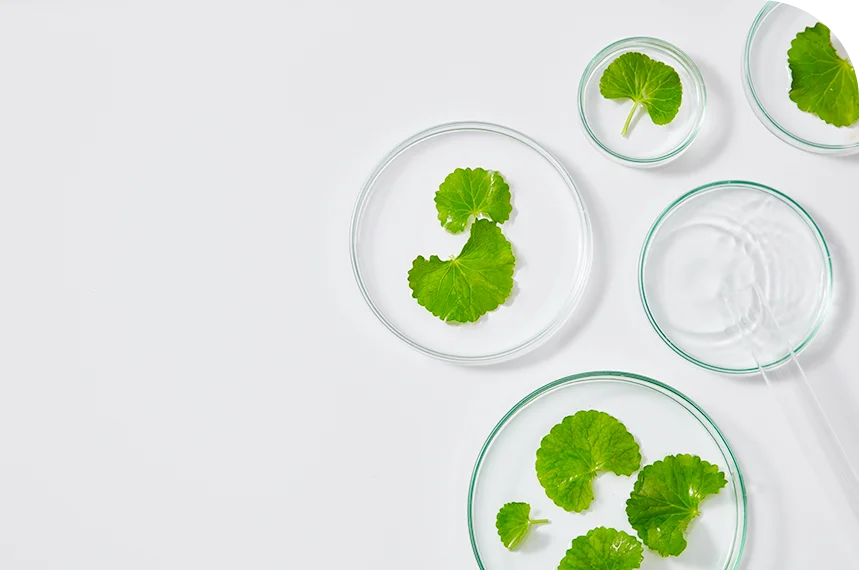 Centella asiatica (pupečník asijský) — listy v laboratorních miskách
