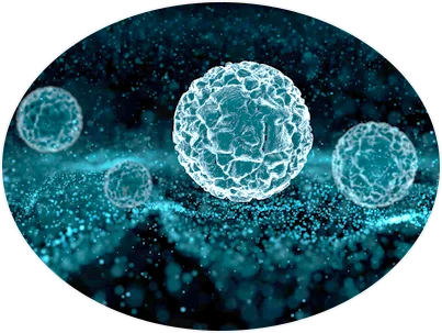 Exozom — nanočástice s lipidovou membránou