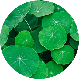 Pupečník asijský (Centella asiatica)